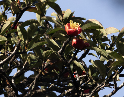 Foto de Flor-de-cera