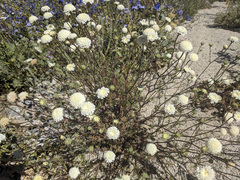 Chaenactis stevioides