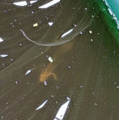 Lissotriton