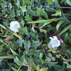 Calystegia purpurata