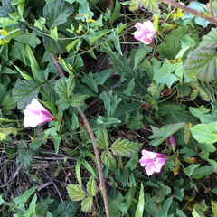 Calystegia purpurata