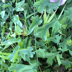 Calystegia purpurata