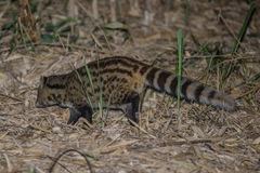 Viverricula indica