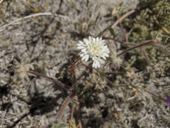 Chaenactis fremontii