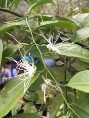 Capparis sabiifolia