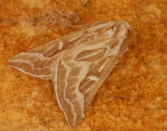 Plataea trilinearia