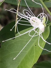 Capparis sabiifolia