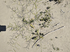 Brassica tournefortii