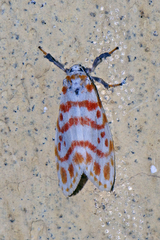 Nephelomilta effracta