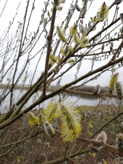 Salix caprea