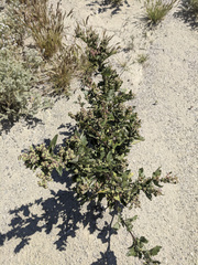 Chenopodiastrum murale