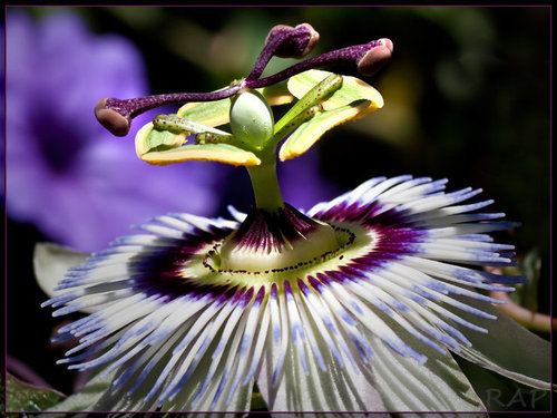 Passiflora caerulea