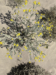 Baileya pauciradiata