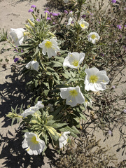 Oenothera deltoides