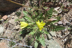 Oenothera primiveris primiveris