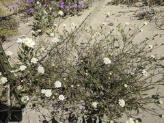 Chaenactis fremontii