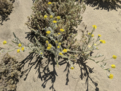 Baileya pauciradiata