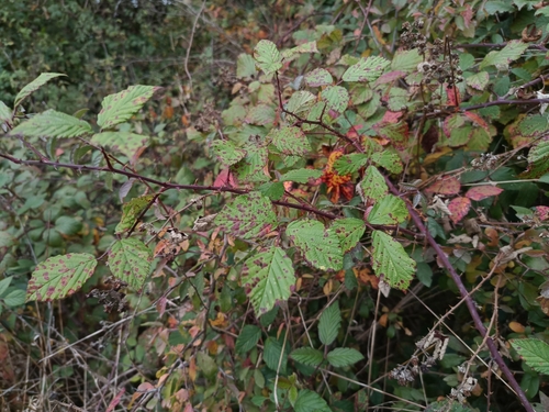 Image of Rubus bifrons by (c) Vladimír Fuka, some rights reserved (CC BY)