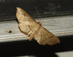 Hypolamprus ypsilon