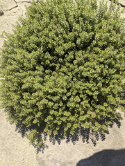 Lepidium lasiocarpum