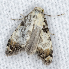 Nola semograpta