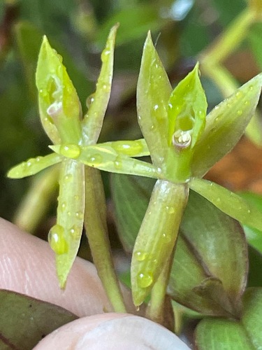 Epidendrum bianthogastrium Hágsater & Dodson