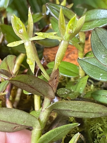 Epidendrum bianthogastrium Hágsater & Dodson 2