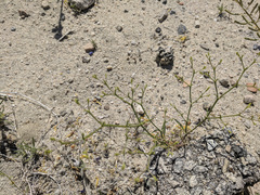 Chorizanthe brevicornu