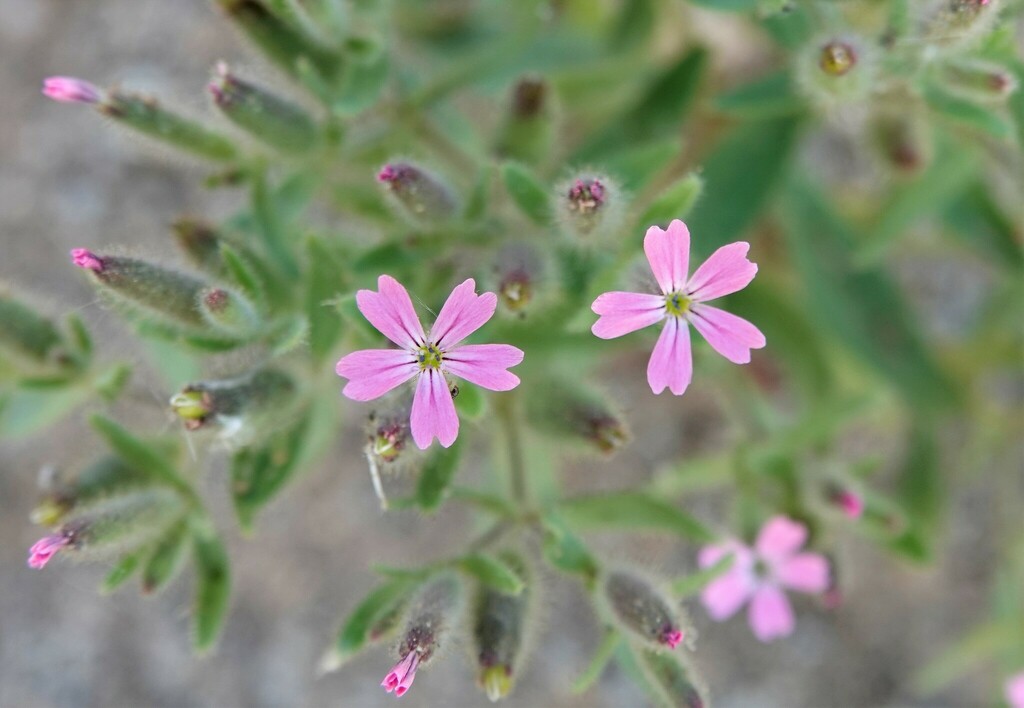 Cyathophylla