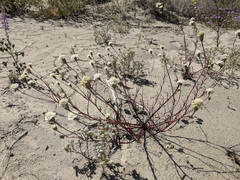 Chaenactis fremontii