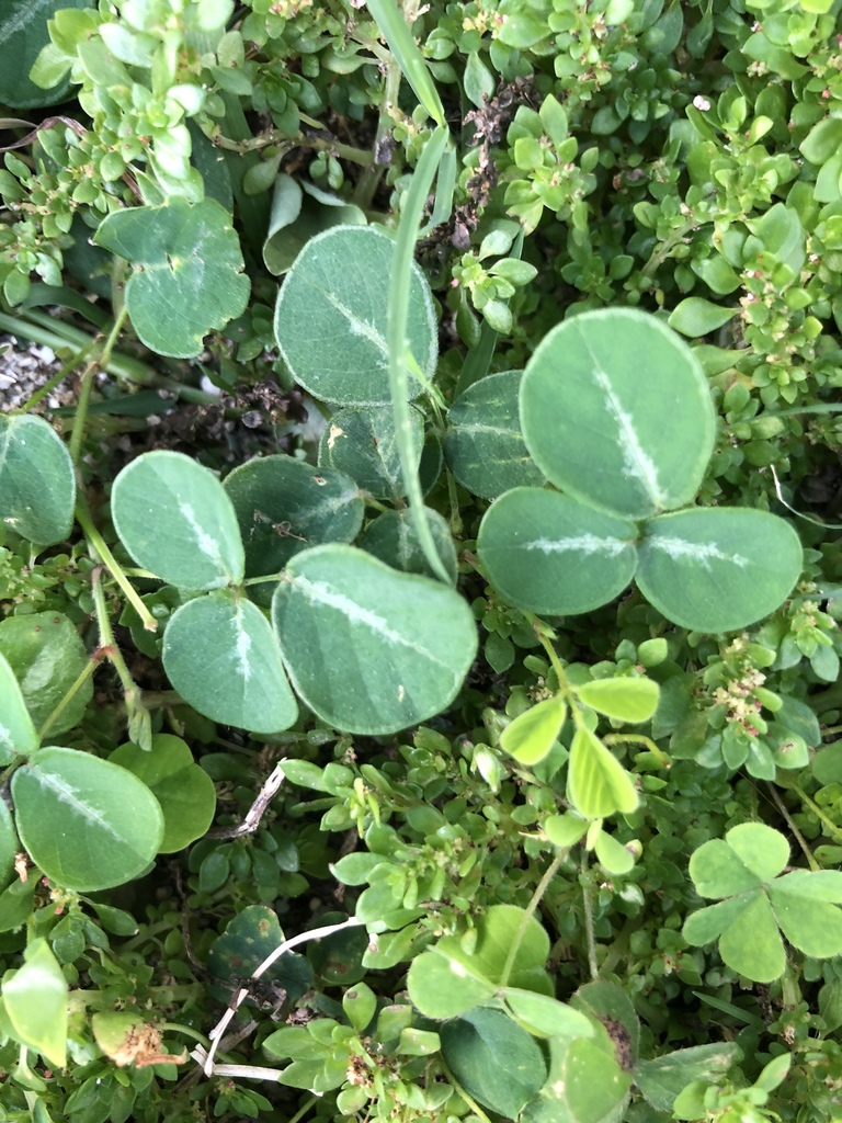 creeping beggarweed from Saint James Windward, KN on March 19, 2019 at ...