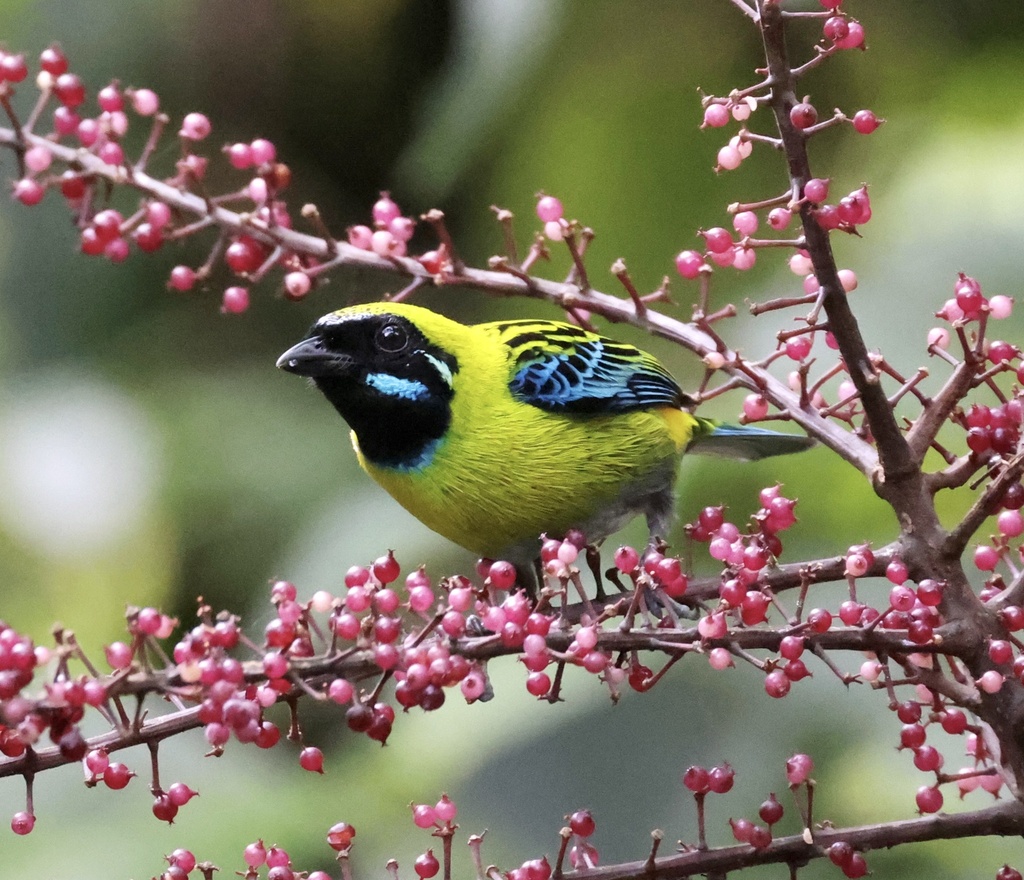 Blue-Whiskered Tanager
