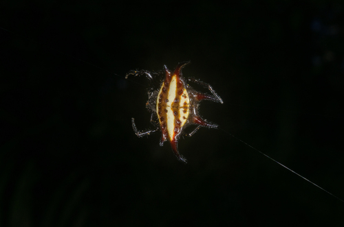 Gasteracantha curvispina