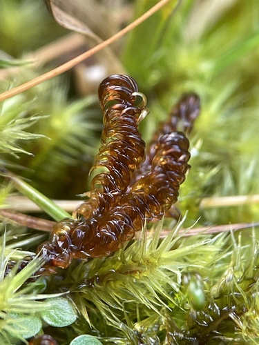 Rusty Hook-moss