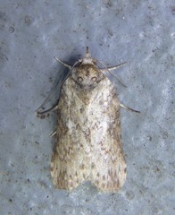 Nycteola