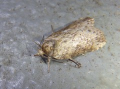 Nycteola