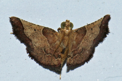 Pyralinae