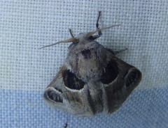 Pygmaeomorpha ocularis