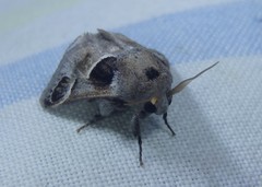 Pygmaeomorpha ocularis