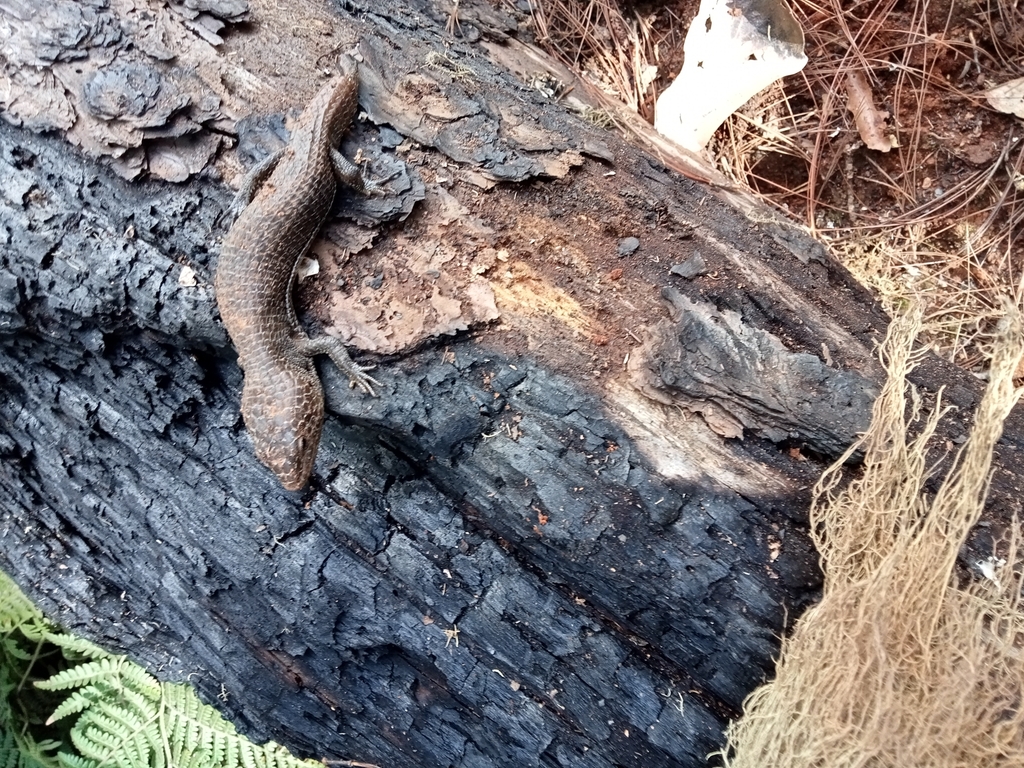 Mitchell's Arboreal Alligator Lizard