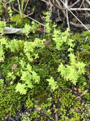 Gemmabryum