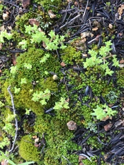 Gemmabryum