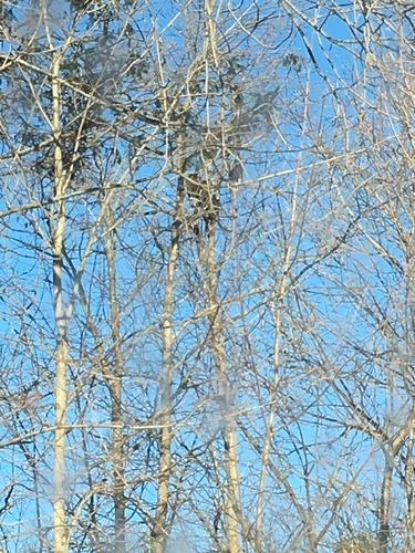 Turkey Vulture photographed in Vermont
