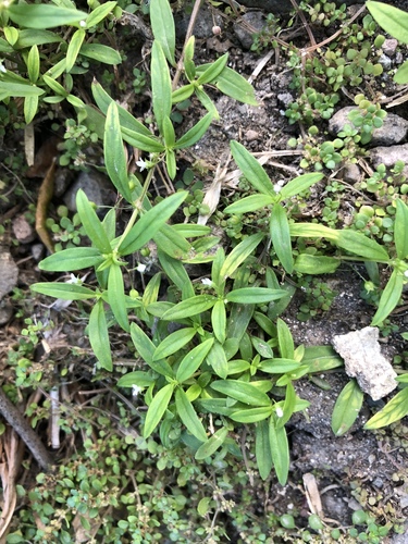 Oldenlandia corymbosa iNat (1)