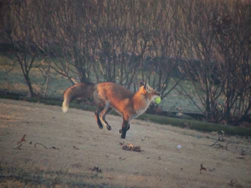 Red Fox photographed in Nebraska