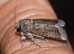 Proteuxoa poliocrossa