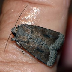 Proteuxoa poliocrossa