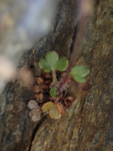 Image of Pygmy Saxifrage (Saxifraga hyperborea) by no rights reserved