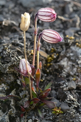 Silene uralensis
