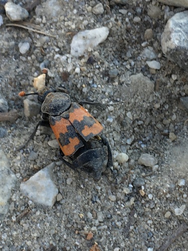Margined Burying Beetle photo 5